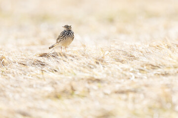 Small passerine Meadow pipit standing on dry grass on a sunny early spring day in Estonia, Northern Europe