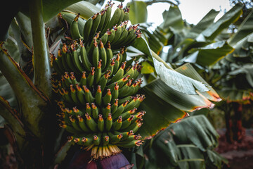 Fototapeta premium Typical bananas of Tenerife Island, Spain, Canary Island
