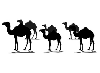 Walking group of camel's