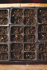 Seedlings starting to grow on a small table inside a house. Farming and agriculture in Ontario, Canada.