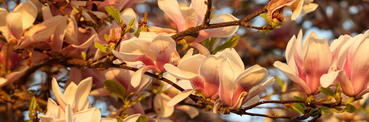 Blooming pink and white magnolia tree in spring