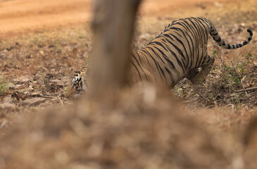 Fototapeta na wymiar Tiger behind a tree at Tadoba Andhari Tiger Reserve, India