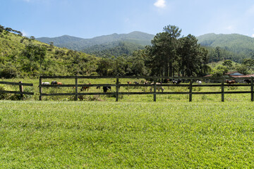 Cattle grazing in the pasture with mountains and nature in the background. Oxen, cows and calves together. Tremembé, mountainous region with a lot of bush in São Paulo. Sunny day