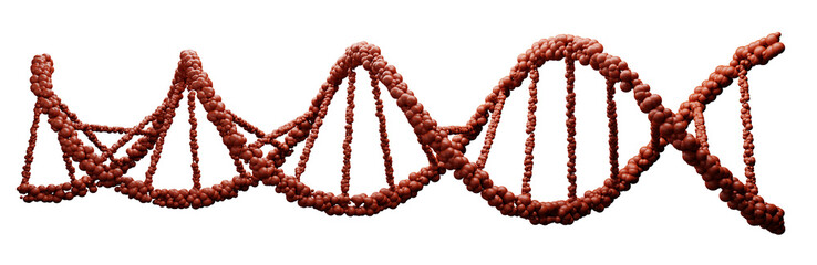 DNA Deoxyribonucleic acid, red structure of double helix molecule, Polynucleotide chains, atoms, strands of human genetic structure 3D model illustration
