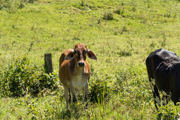 Cattle grazing in the pasture with mountains and nature in the background. Oxen, cows and calves...