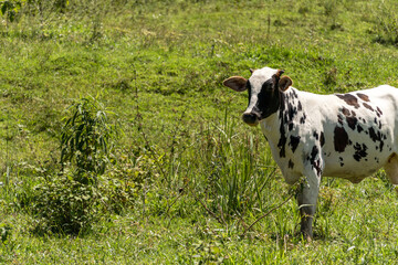 Cattle grazing in the pasture with mountains and nature in the background. Oxen, cows and calves together. Tremembé, mountainous region with a lot of bush in São Paulo. Sunny day