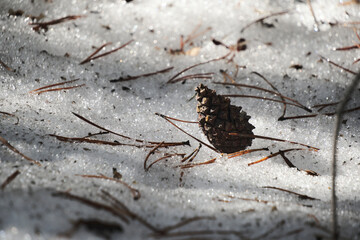 Pine cone fallen on melted, spring snow.