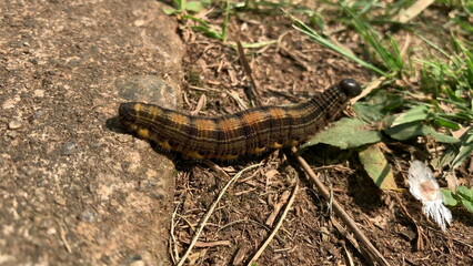 Centipede insect close-up outside in nature
