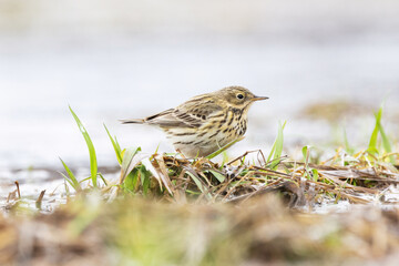 A closeup of a small passerine Meadow pipit standing in wetland on a sunny early spring day in Estonia, Northern Europe	