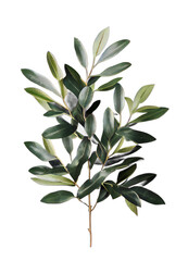 Fototapeta na wymiar green leaves on transparent background, Italian Ruscus Branch on isolated white background
