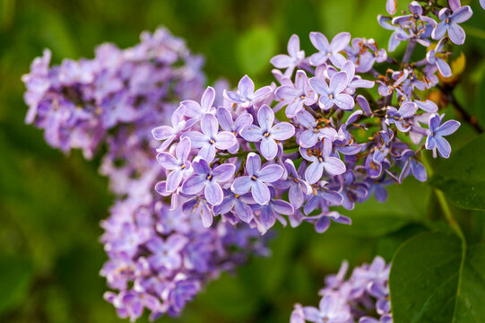  kwiat, wiosna, podw&oacute;rko , wieś, ogr&oacute;d , krzew , krzewy, kwiaty, bez, bzy