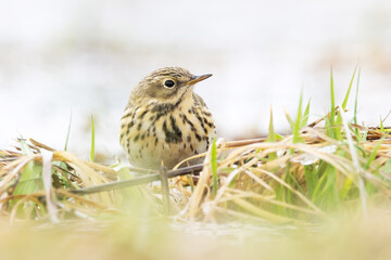 A closeup of a small passerine Meadow pipit standing in wetland on a sunny early spring day in Estonia, Northern Europe	