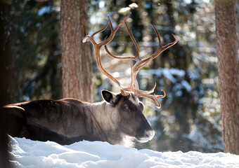 A beautiful reindeer lying in the forest during snowy winter in Finland - wildlife animal photography