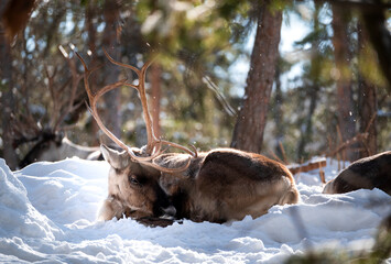 A reindeer sleeping in a forest © Andrea