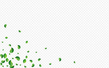 Green Leaf Nature Vector Transparent Background.