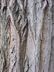 Close Up of Bark on Tree Stump. Old tree. many years old. carbon sink. close up of bark.macro photography. multi use. blog. article. background or backdrop. sunlight on bark. High quality photo