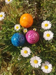eggs in the grass