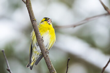 Fototapeta premium A small and vibrant yellow male Eurasian siskin perched on a twig on a late winter day in Estonia, Northern Europe 