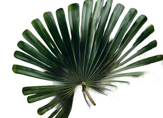 palm fan leaf on transparent background, palm leaf, white color background, high key	