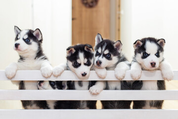 Group of cute playful Siberian Husky puppies are playing at home
