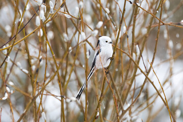 A small Long-tailed tit in a Willow bush covered with soft catkins on an early spring day in Estonia, Northern Europe