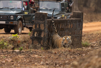 Tourists watching a tiger marking its territory on a concrete bridge at Tadoba Andhari Tiger...