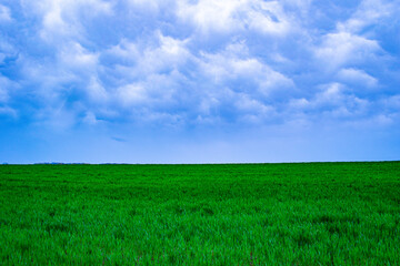 Fototapeta premium Spring green field of wheat and clouds and sky. 