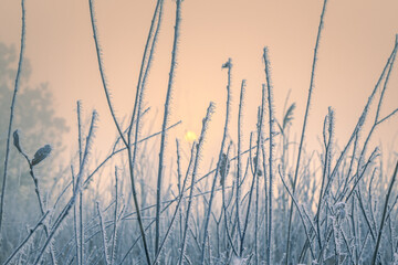 Gorgeous cold morning scene. Bush branches, covered with rime ice crystals pattern. Rising sun behind.