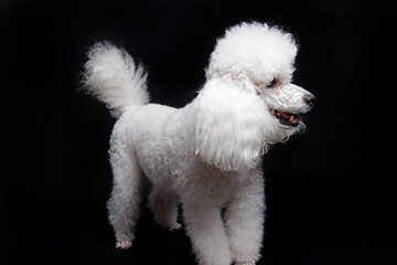 Studio shot of a white mini poodle on black background