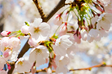 cherry plum flowers on a tree branch