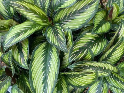 Calathea Beauty Star tropical plant with green and pink leaves with white stripes 