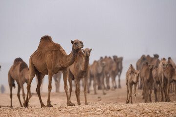 group of camels in the green nature and charming mountains

