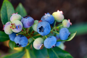 Bush with ripe blueberries