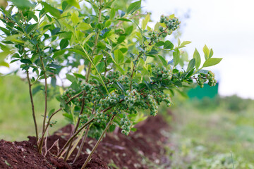 Green berries blueberries