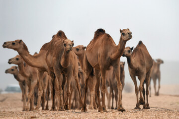 group of camels in the green nature and charming mountains
