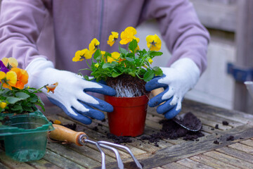 planting yellow viola flower in pot for transplanting, preparation, gardening