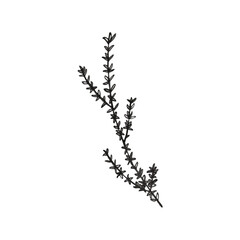 Thyme sprig herb white background black and white greyscale