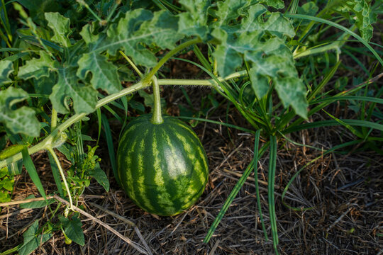 Green watermelon. Striped watermelon growing in the garden, blurred background