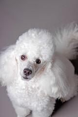 Portrait of a white poodle. Isolated on gray background