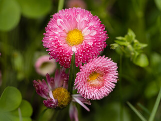 The Bellis Perennis, commonly known as the daisy, is a small but mighty flower that captures the essence of innocence and purity.With its white and yellow petals, the daisy stands as a timeless symbol © daniel
