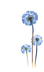 Dandelions, flower vector design with transparent background