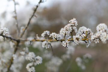Fototapeta premium SPRING