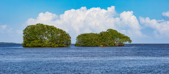 Belize, Mangroven auf dem Belize Rivers, mit einem Speedboot auf dem Fluss, blauer Himmel mit Wolken.