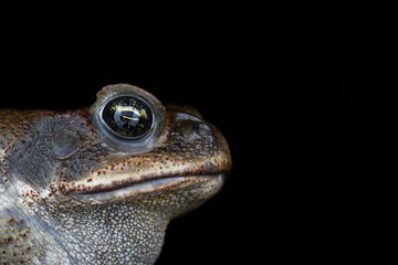 toad face with black background