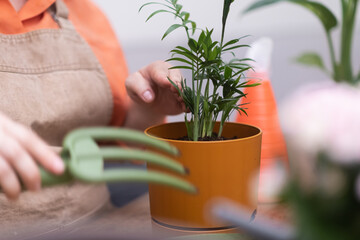 close up of woman home gardener hands using trowel while potting hamedorea plant in orange flower pot for spring 