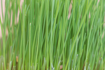Fototapeta na wymiar Green wheat grass close up. Selective focus. Nature background