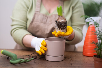 woman holding Hyacinth bulb plant ready to transplant, with root system, garden tools and decorative pot on table. home gardening hobby 