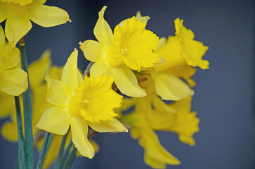 yellow daffodils on blue