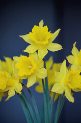 yellow daffodils on blue