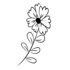 botanical leaf doodle wildflower line art